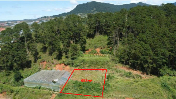 Bán Đất Thị Trấn Lạc Dương, TP. Đà Lạt – Lô Đất Rộng, View Thông Đẹp, Thích Hợp Đầu Tư Nghỉ Dưỡng