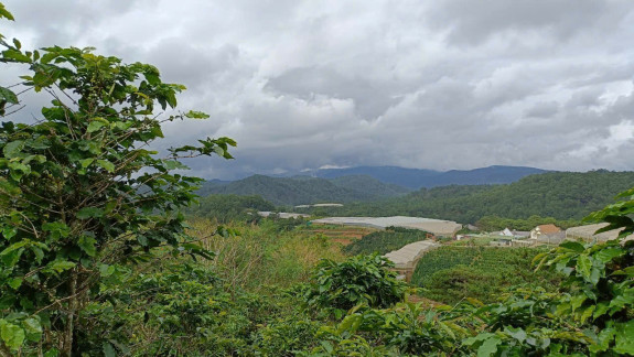 Bán Đất Nông Nghiệp Xã Xuân Thọ, Ngoại Ô Đà Lạt – View Thông Đẹp, Giá Tốt
